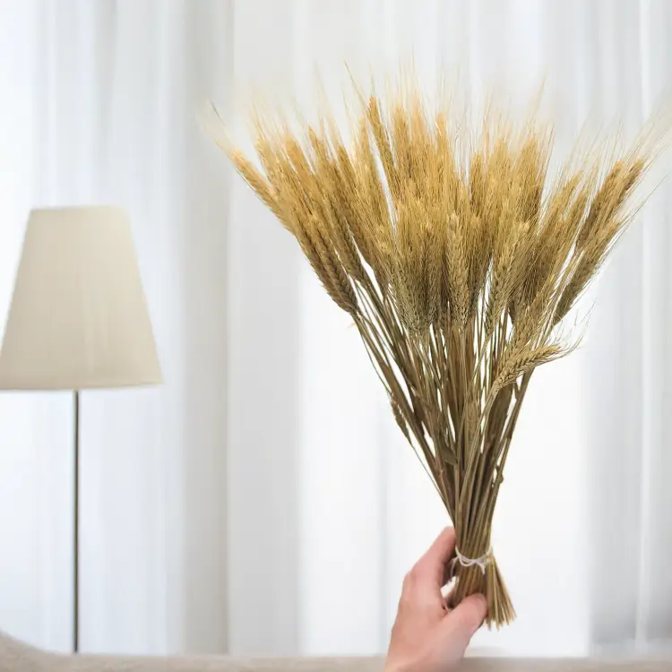 Suszone pszenżyto kłosy naturalne 3.png