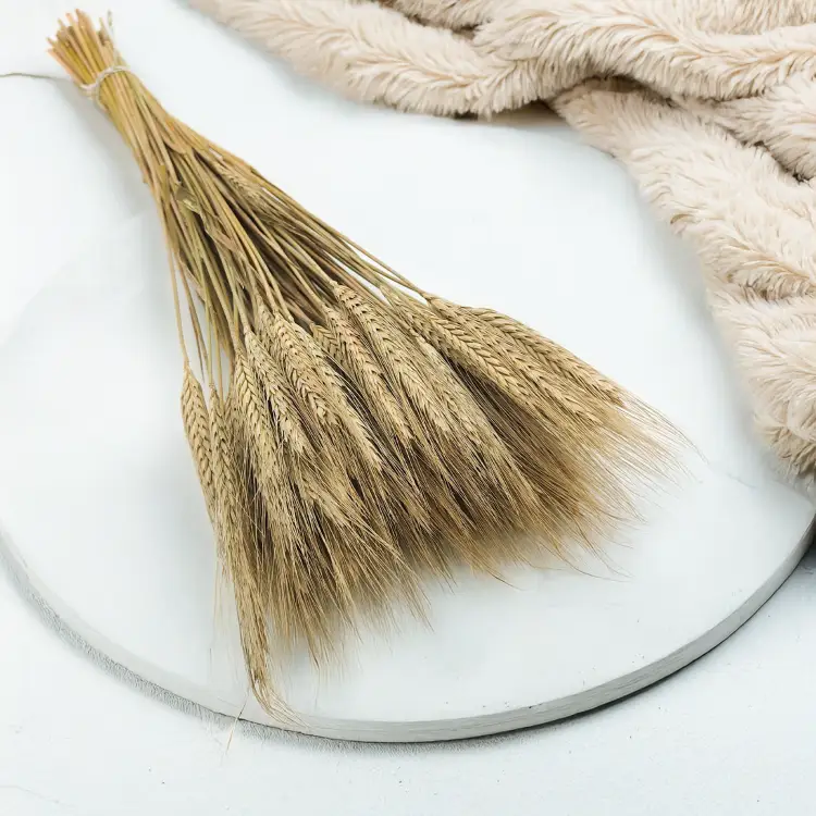 Suszone pszenżyto kłosy naturalne 6.png