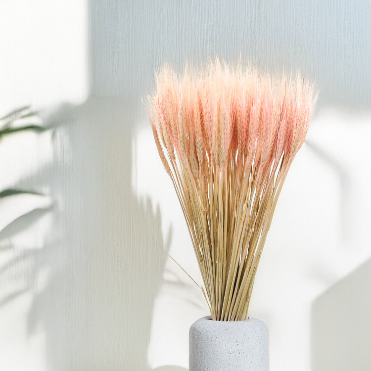 Pszenżyto suszone różowe triticale bukiet.png