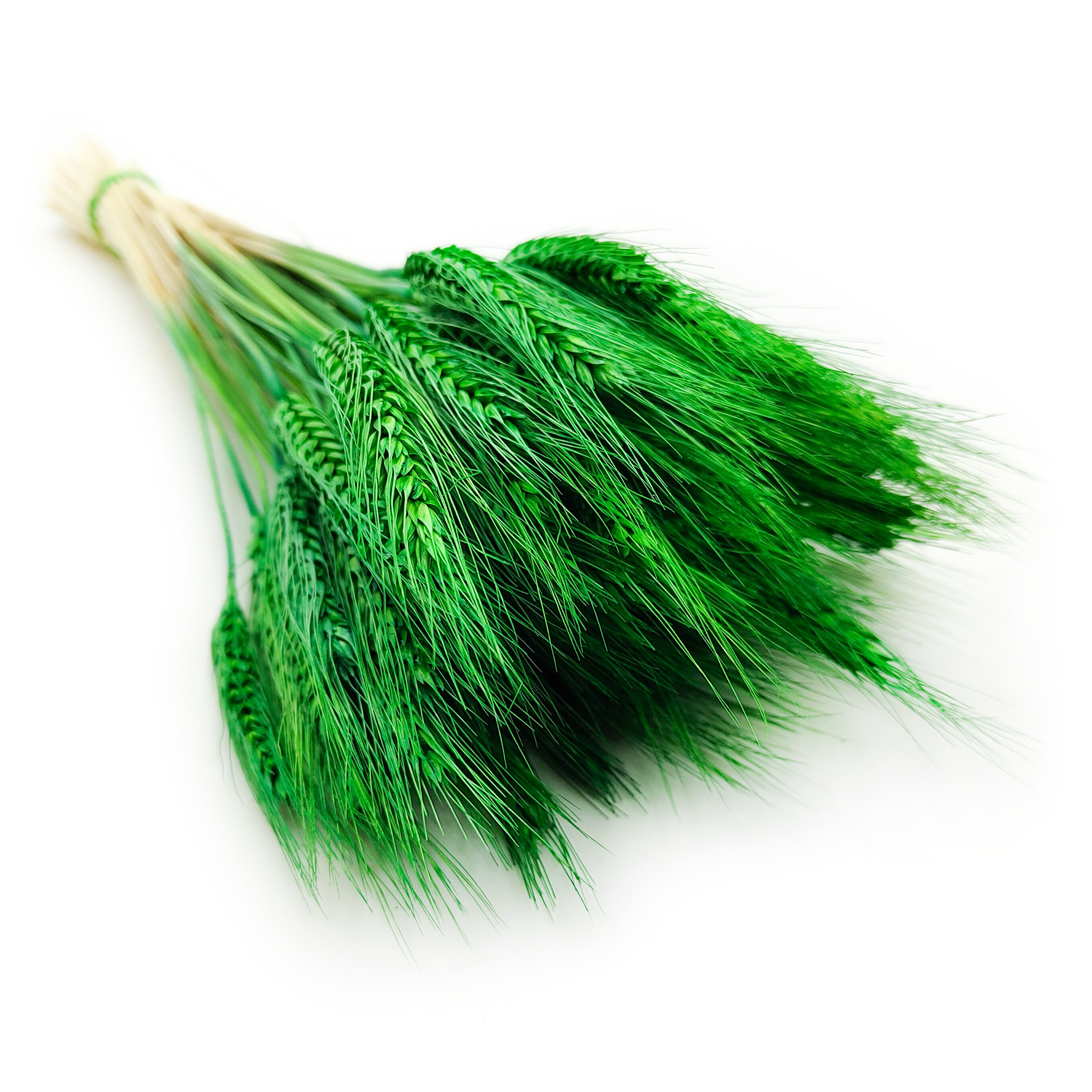 Dried Triticale - Green