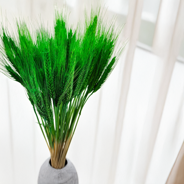 Pszenżyto zielone suszone kłosy bukiet 1.png