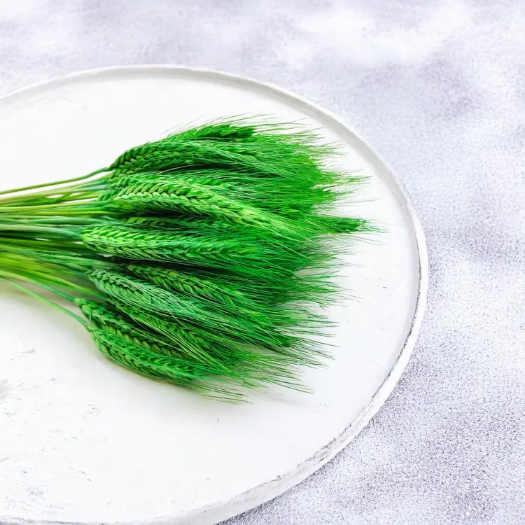 Pszenżyto zielone suszone kłosy bukiet 2.png