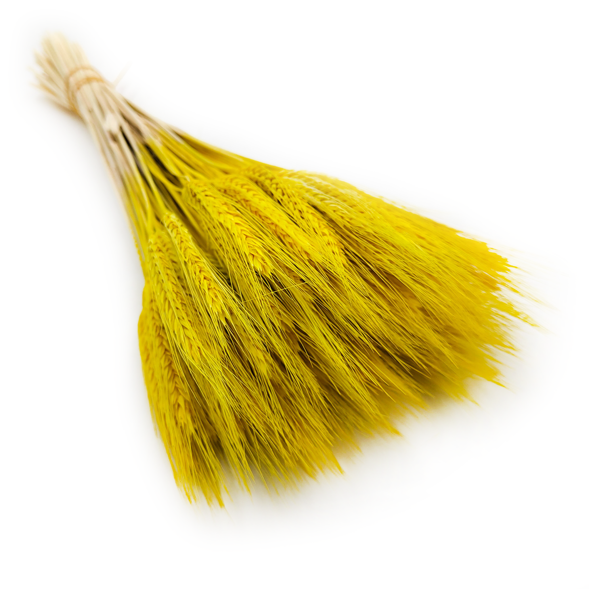 Dried Triticale - Yellow