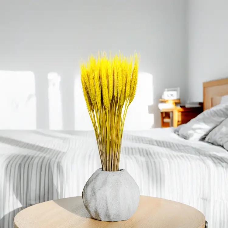 Pszenżyto żółte suszone triticale kłosy 1.png