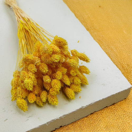 Suszony Phalaris - Kanar - (Mozga kanaryjska) - Żółty 1.png