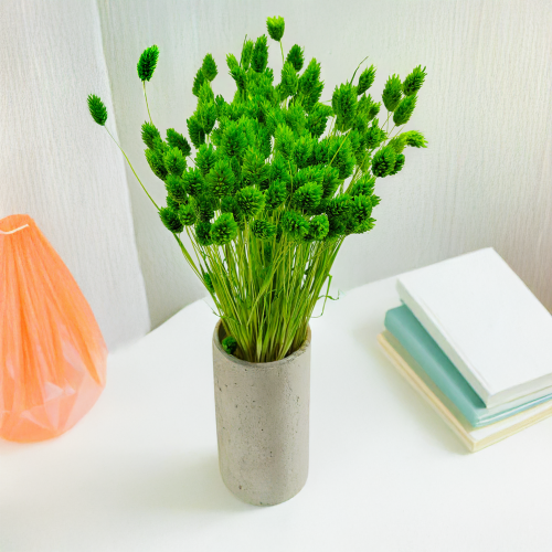 Suszony Phalaris - Kanar - (Mozga kanaryjska) - Zielony.png