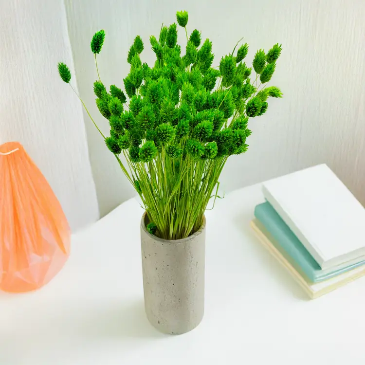 Suszony Phalaris - Kanar - (Mozga kanaryjska) - Zielony.png