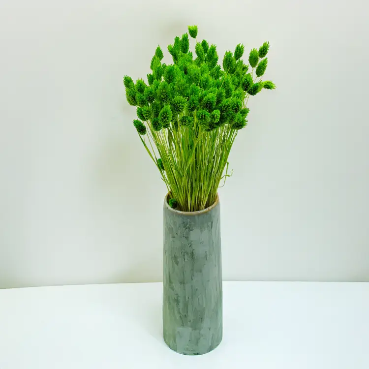 Suszony Phalaris - Kanar - (Mozga kanaryjska) - Zielony 2.png