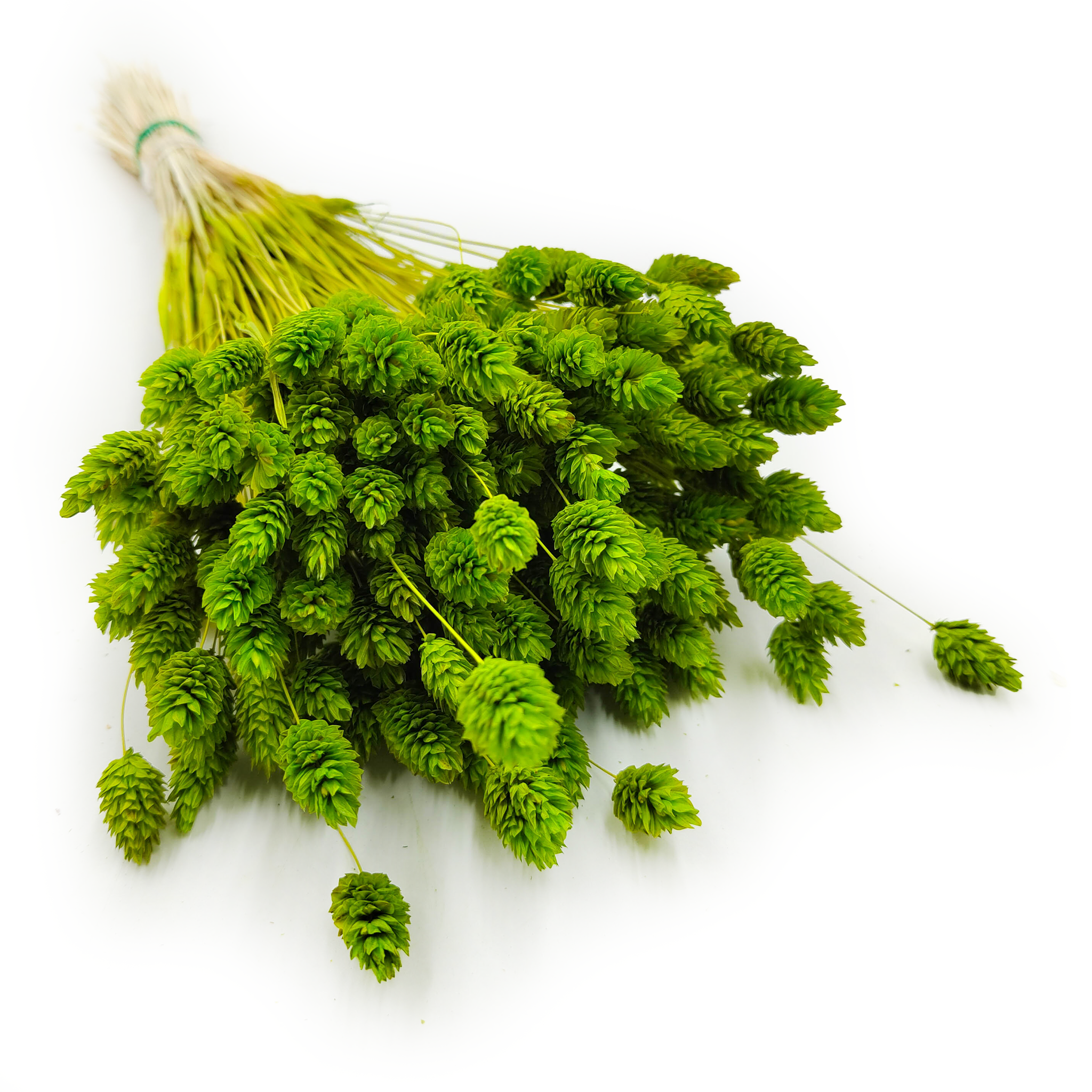 Dried Phalaris - Canary Grass - Celadon