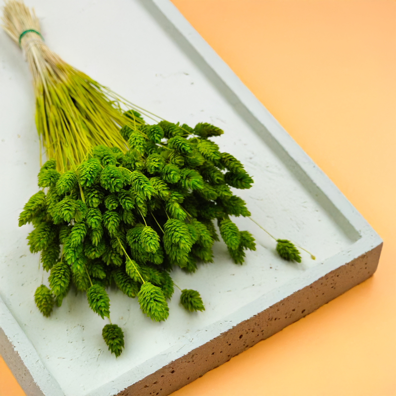 Suszony Phalaris - Kanar - (Mozga kanaryjska) - Seledynowy 6.png