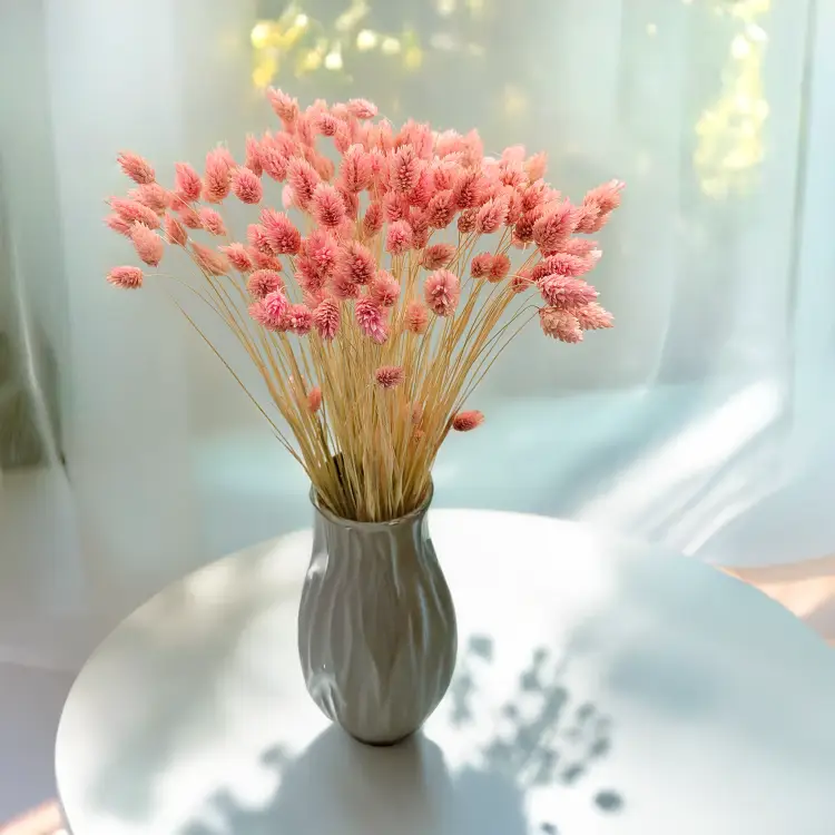 Suszony Phalaris - Kanar - (Mozga kanaryjska) - Rozowy 1.png