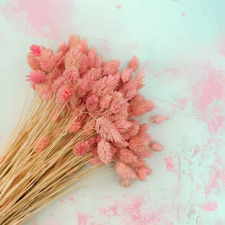 Suszony Phalaris - Kanar - (Mozga kanaryjska) - Rozowy 2.png