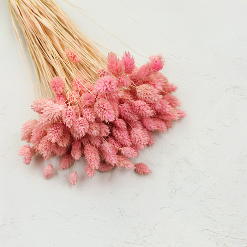 Suszony Phalaris - Kanar - (Mozga kanaryjska) - Rozowy 3.png