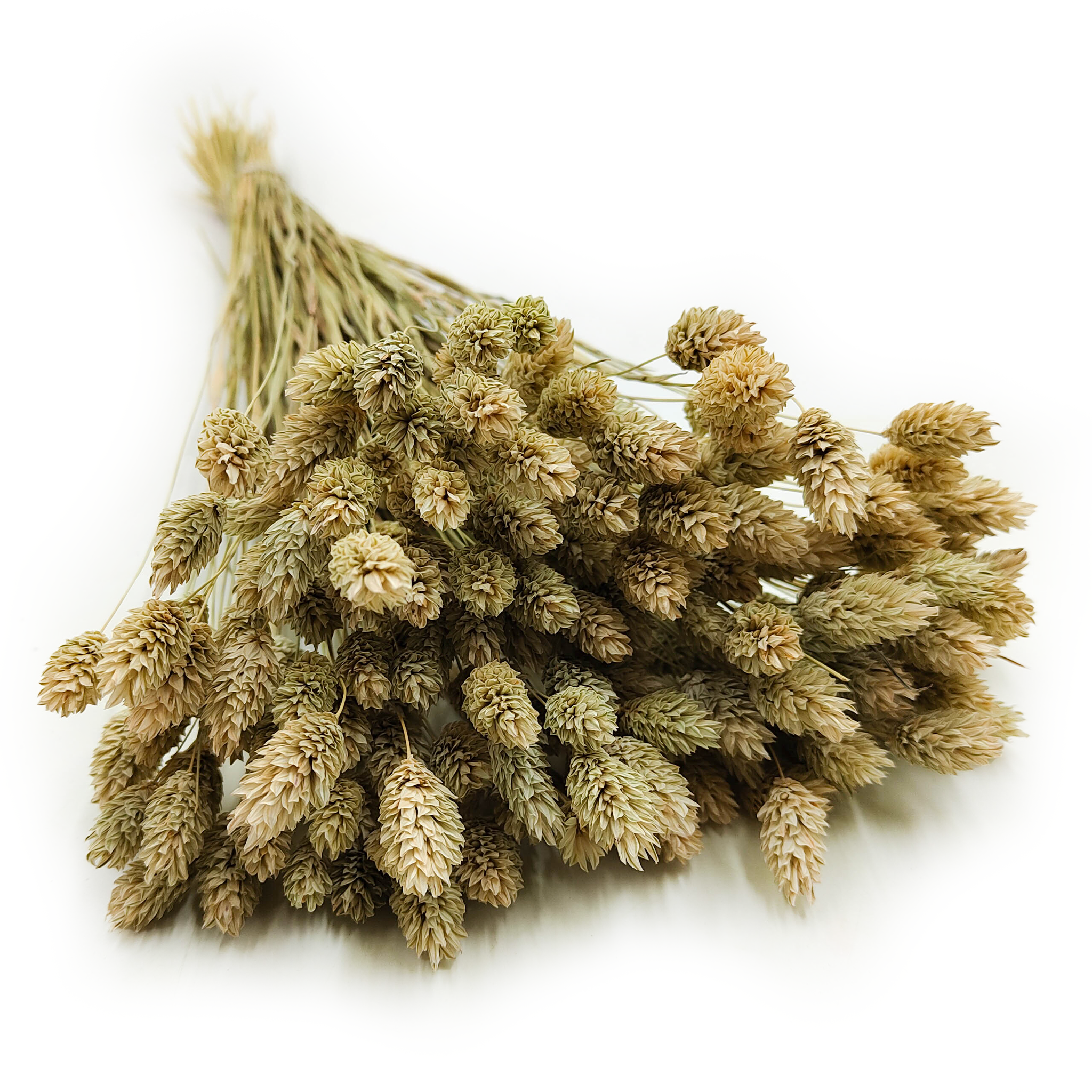 Dried Phalaris - Canary Grass - Natural
