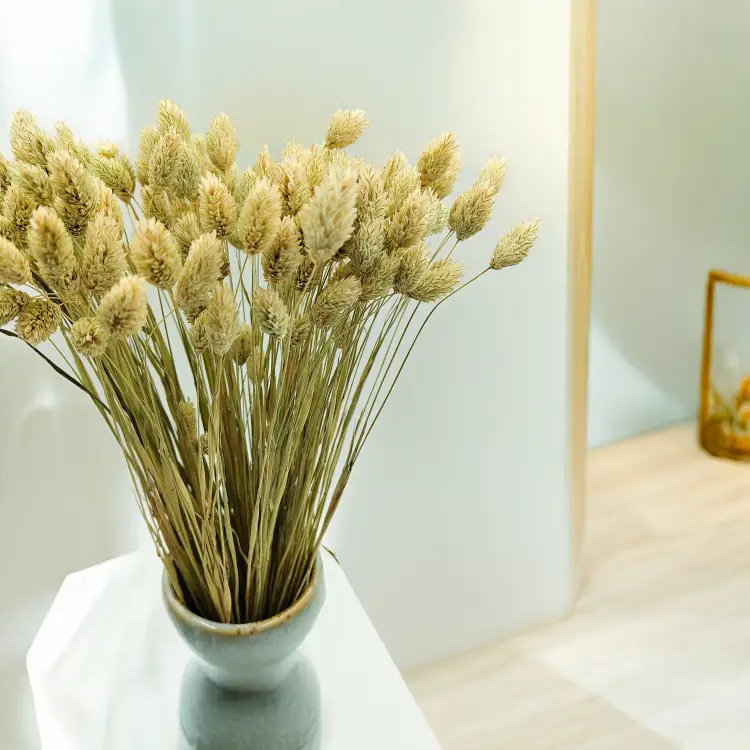 Suszony Phalaris - Kanar - (Mozga kanaryjska) - Naturalny 4.png