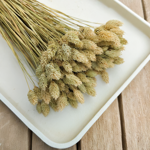 Suszony Phalaris - Kanar - (Mozga kanaryjska) - Naturalny 6.png