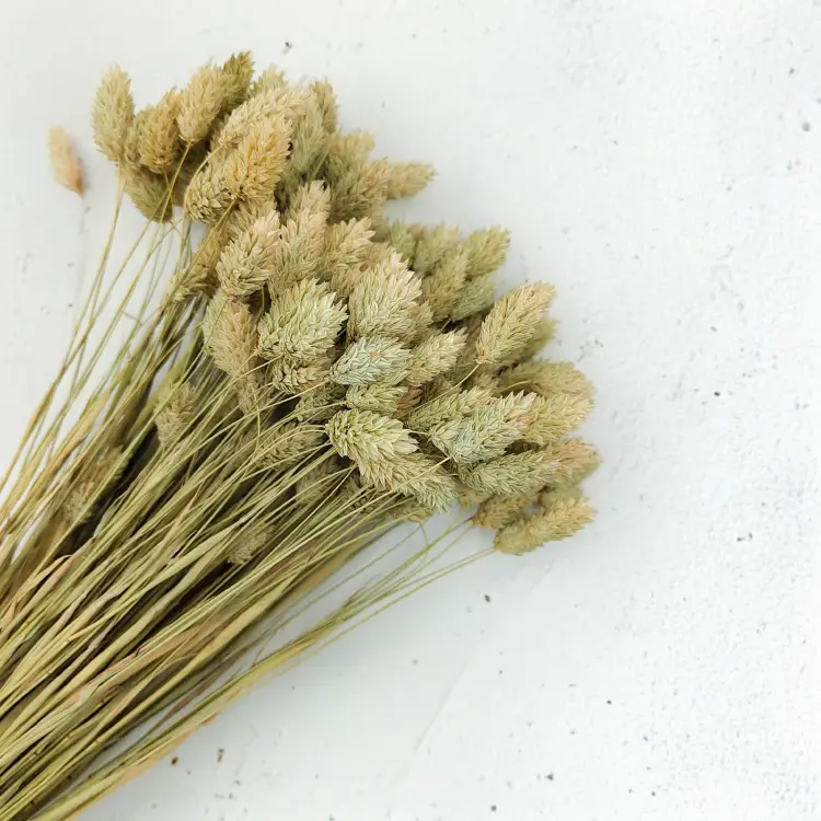 Suszony Phalaris - Kanar - (Mozga kanaryjska) - Naturalny.png