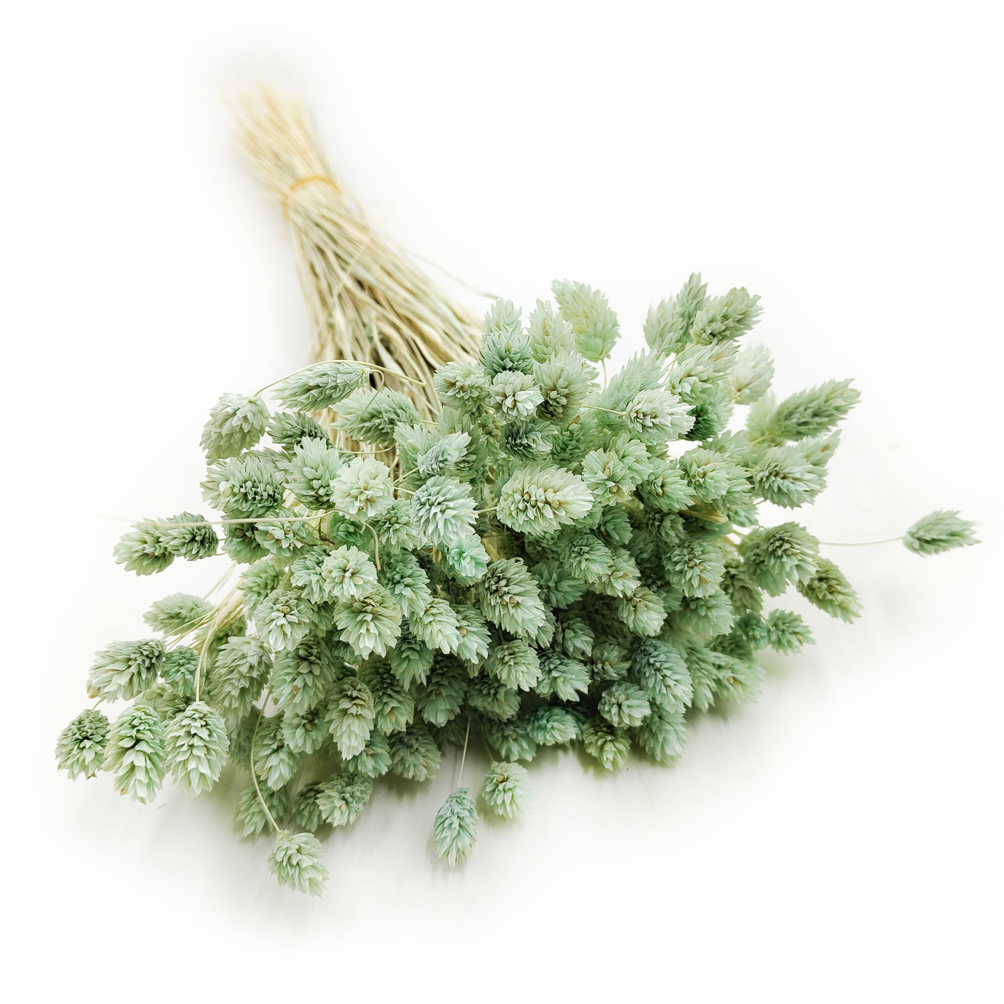 Dried Phalaris - Canary Grass - Mint