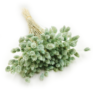 Dried Phalaris - Canary Grass - Mint