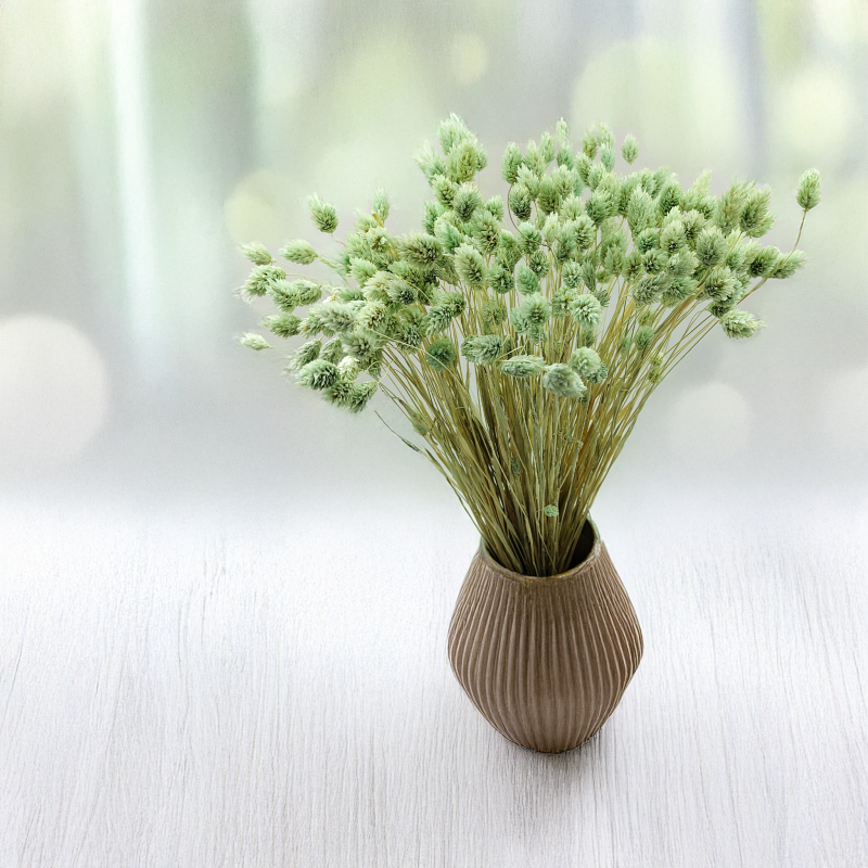 Suszony Phalaris - Kanar - (Mozga kanaryjska) - Mietowy.png