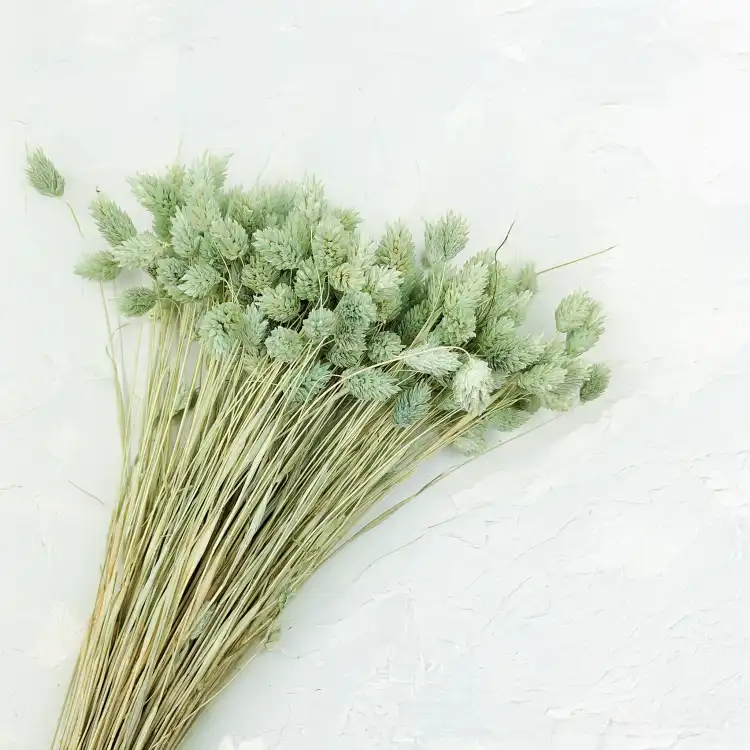 Suszony Phalaris - Kanar - (Mozga kanaryjska) - Mietowy 2.png