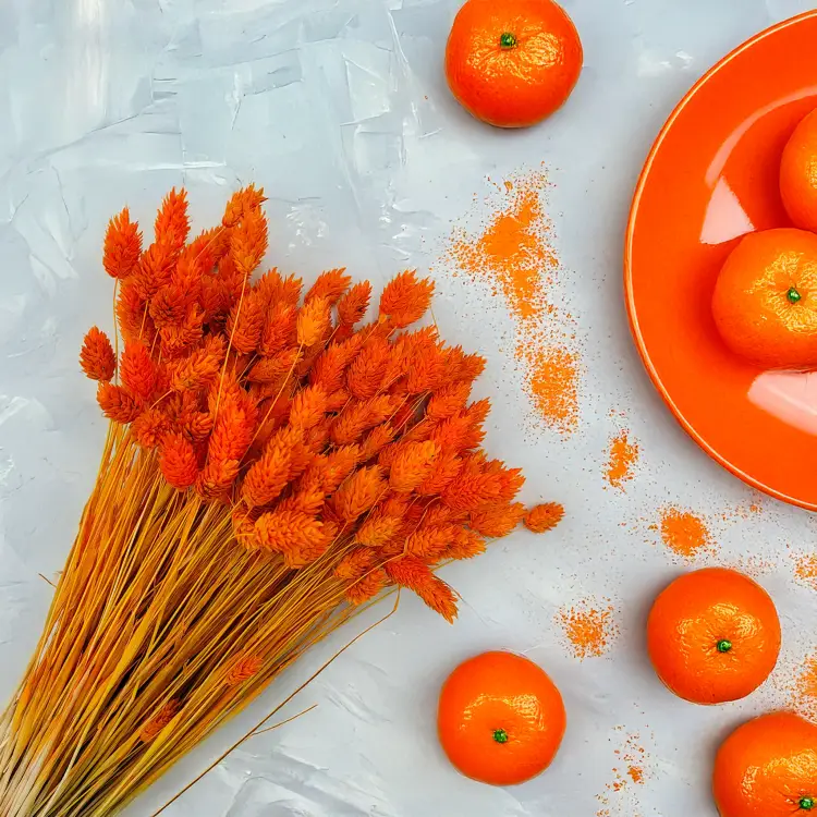 Phalaris suszony Kanar Mandarynkowy.png