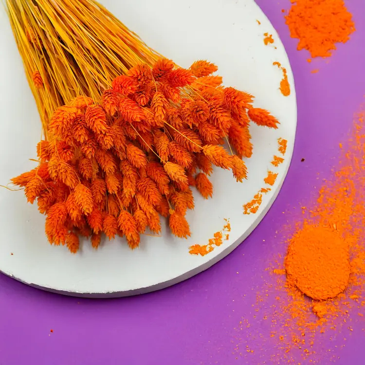 Phalaris suszony Kanar Mandarynkowy 1.png