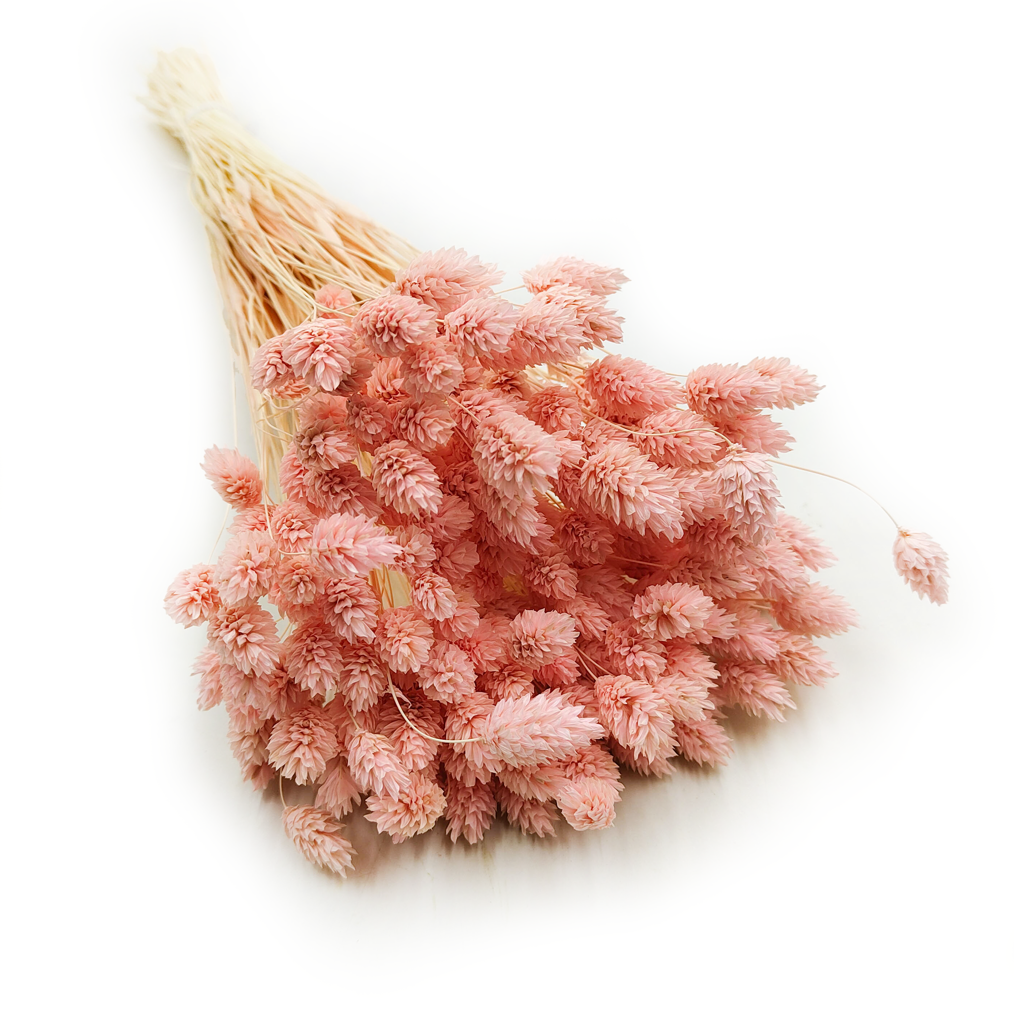 Dried Phalaris - Canary Grass - Salmon