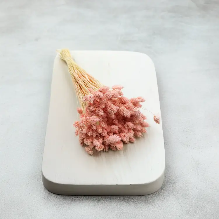 Suszony Phalaris - Kanar - (Mozga kanaryjska) - Łososiowy 3.png