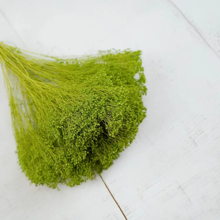 Broom Bloom zielony 3.jpg