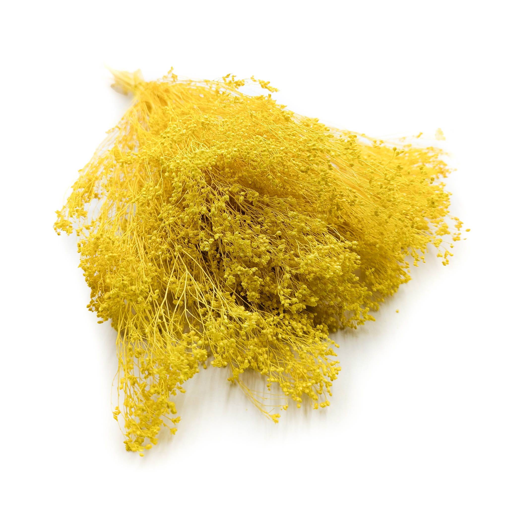 Broom Bloom (Cytisus Scoparius) – Yellow