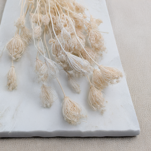 Koper włoski bielony suszony fennel 2.png