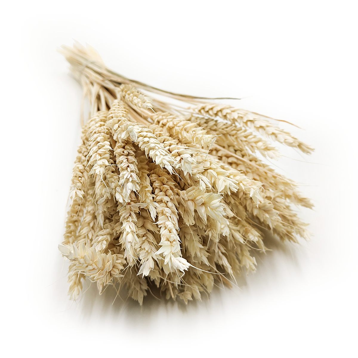 Dried Wheat - Bleached