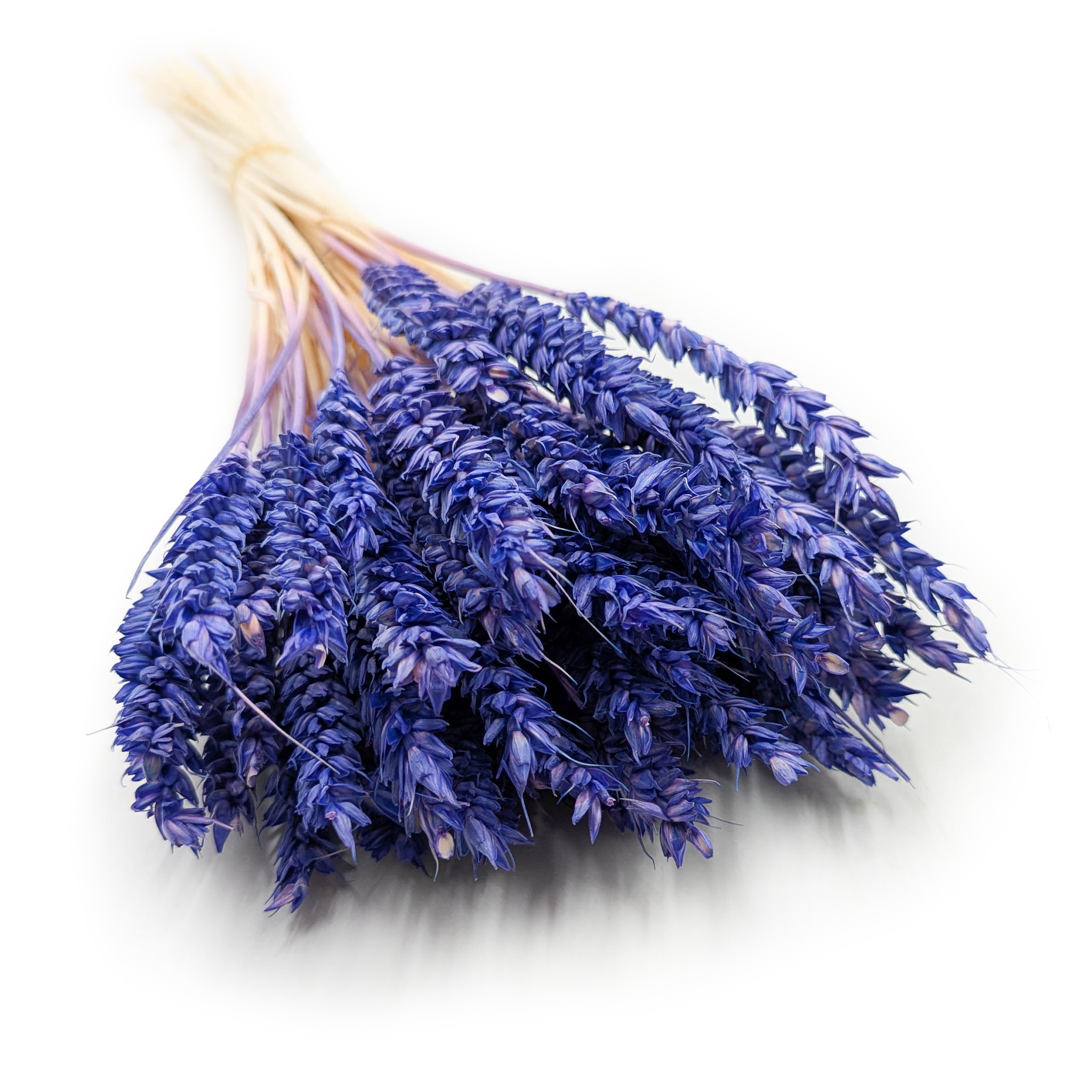 Dried Wheat - Marine Blue