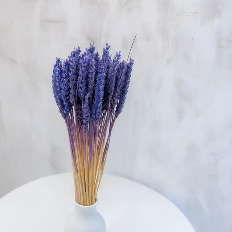 Pszenica suszona granatowa 4.png