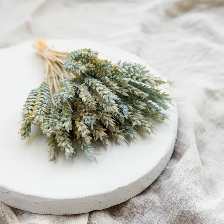 Pszenica suszona jasnoniebieksa 1.png