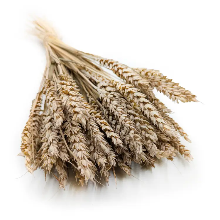 Pszenica suszona naturalna kłosy.png