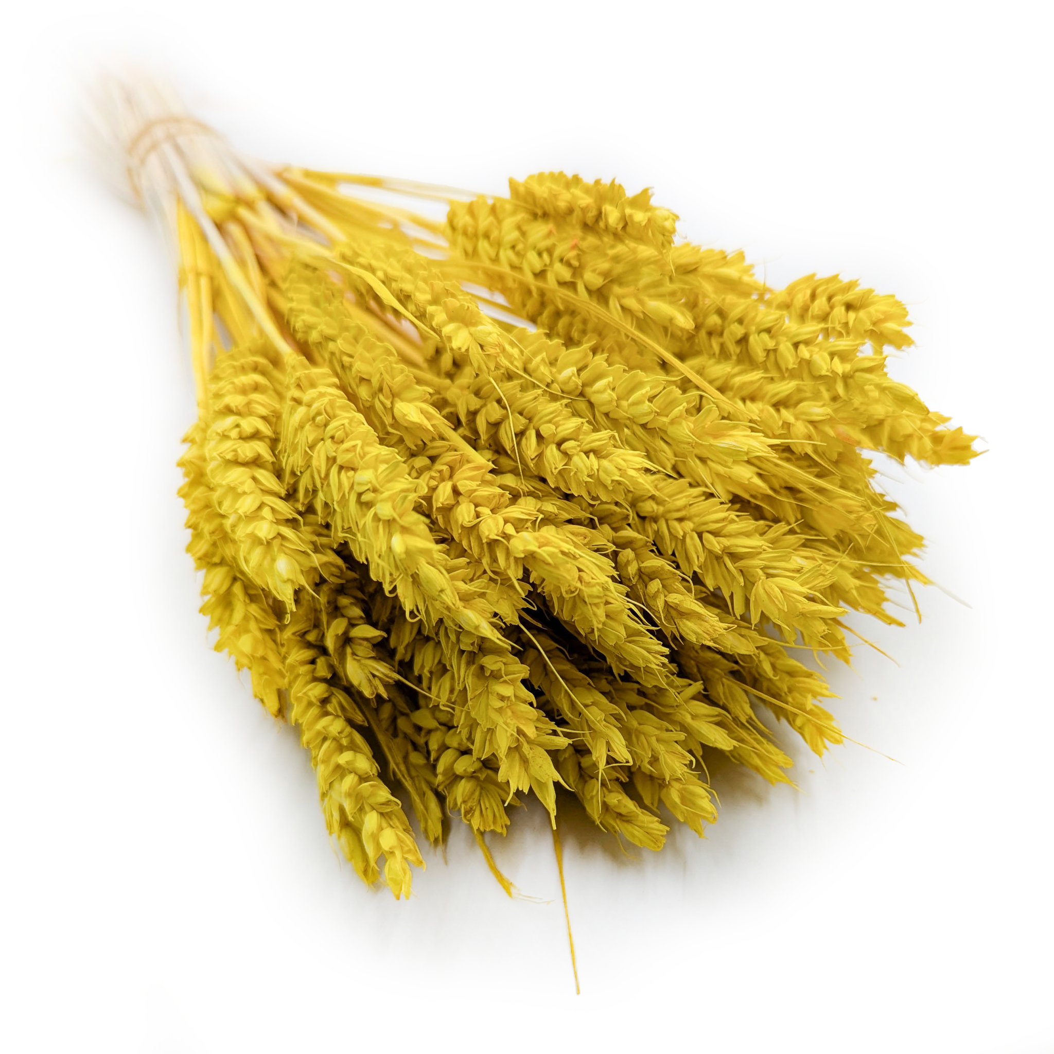 Dried Wheat - Yellow