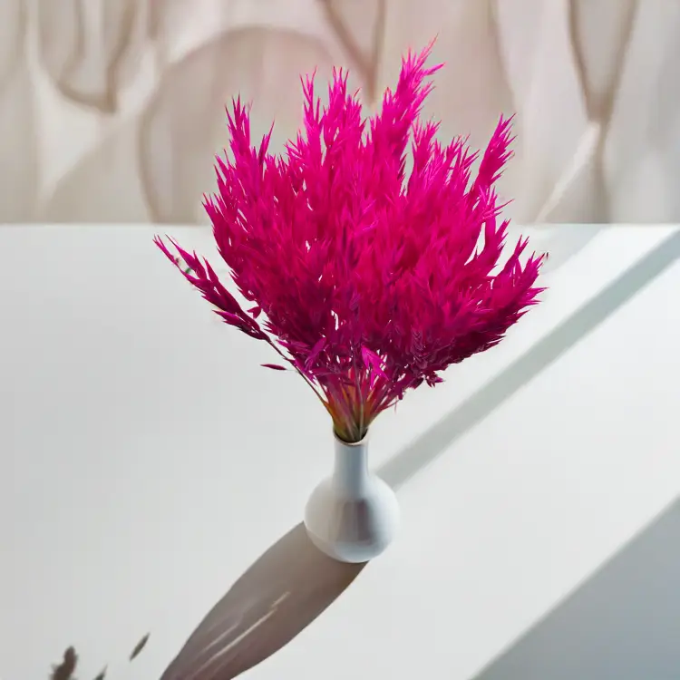 Owies suszony amarantowy 2.png