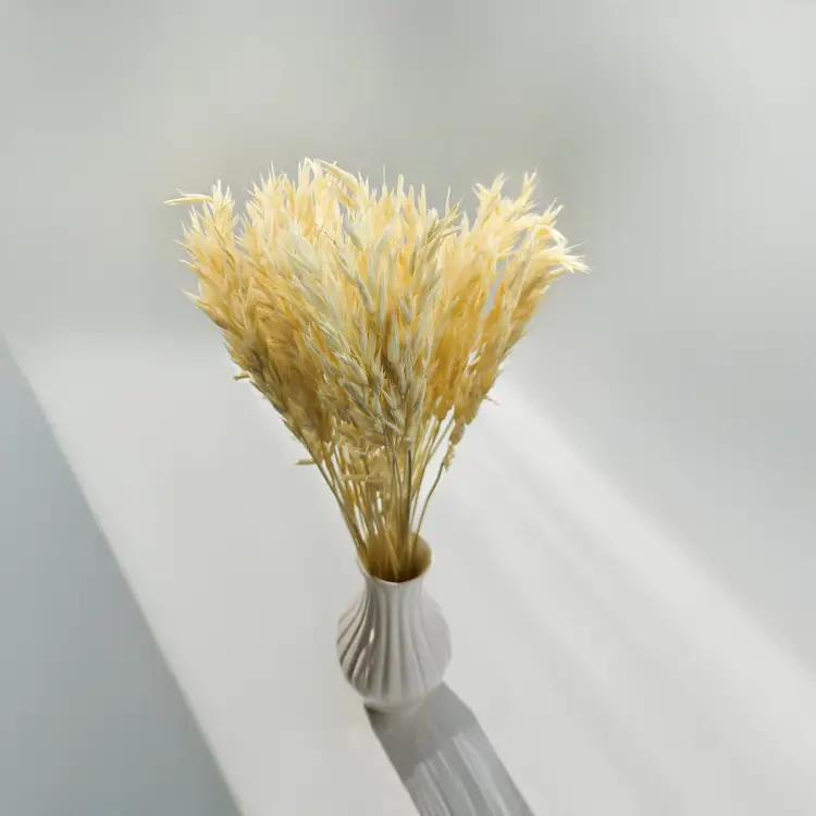 Owies susozny bielony 2.png