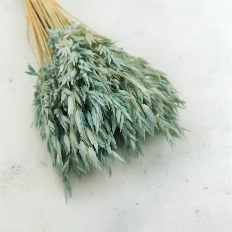 owies suszony miętowy 1.png