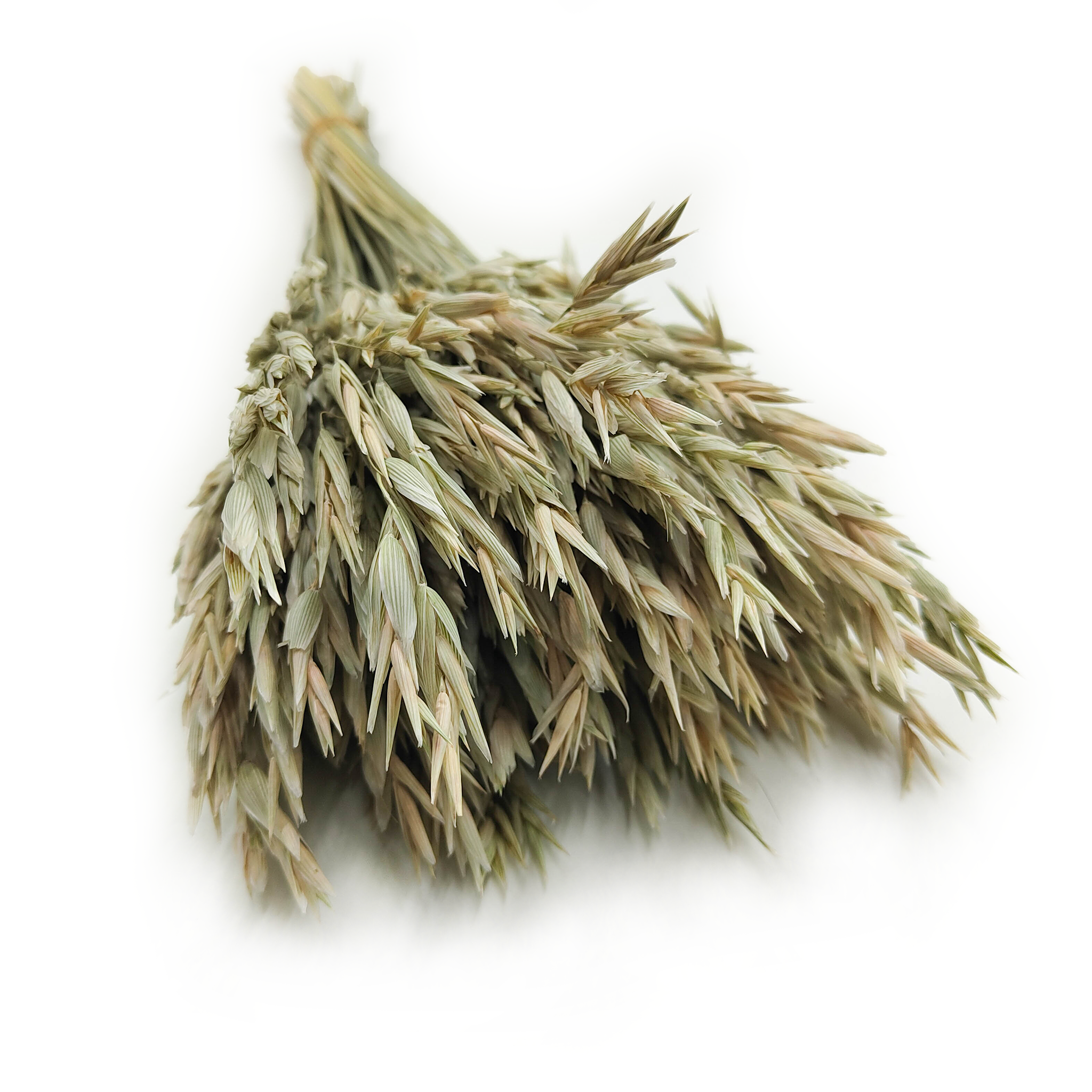 Dried Oats - Natural