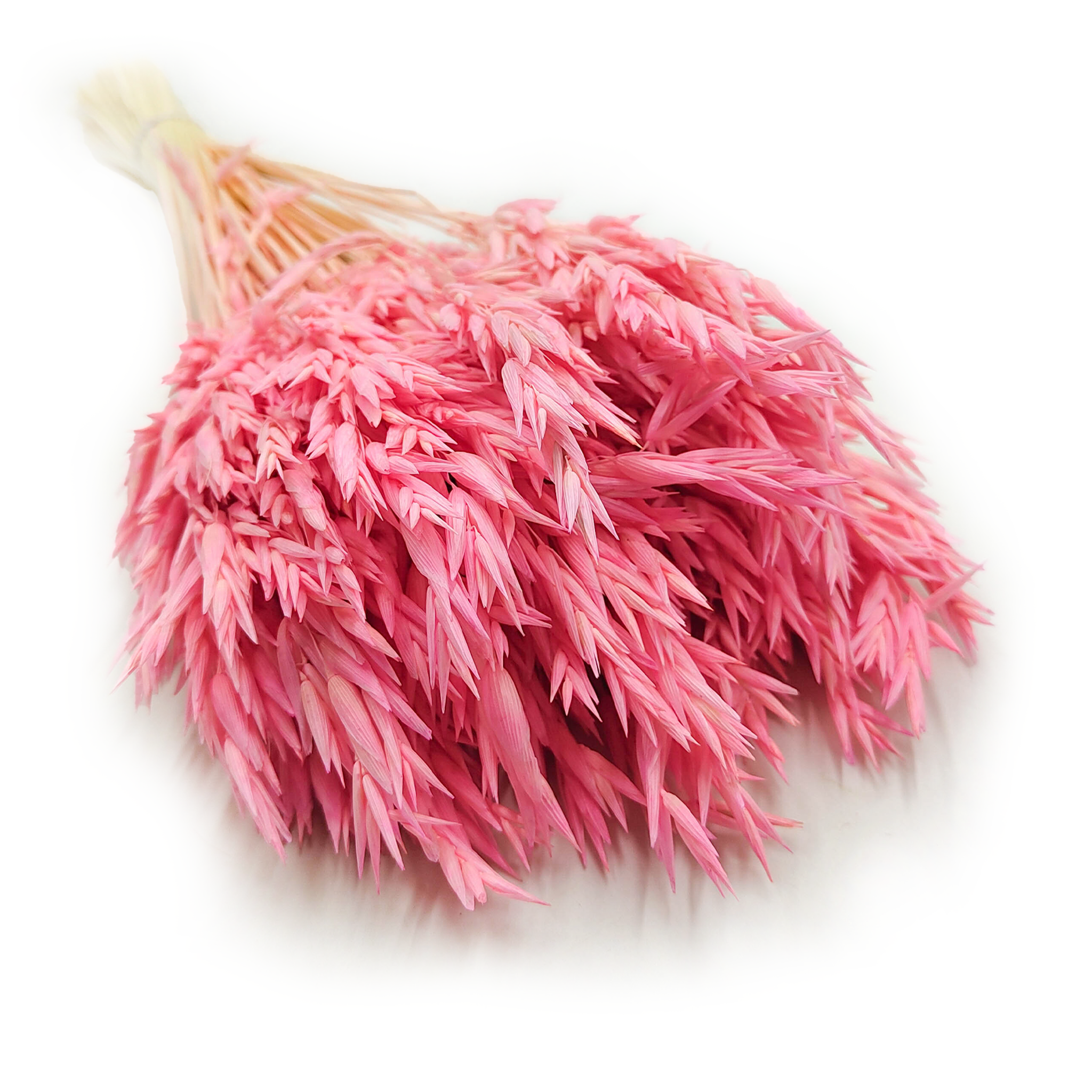 Dried Oats - Pink