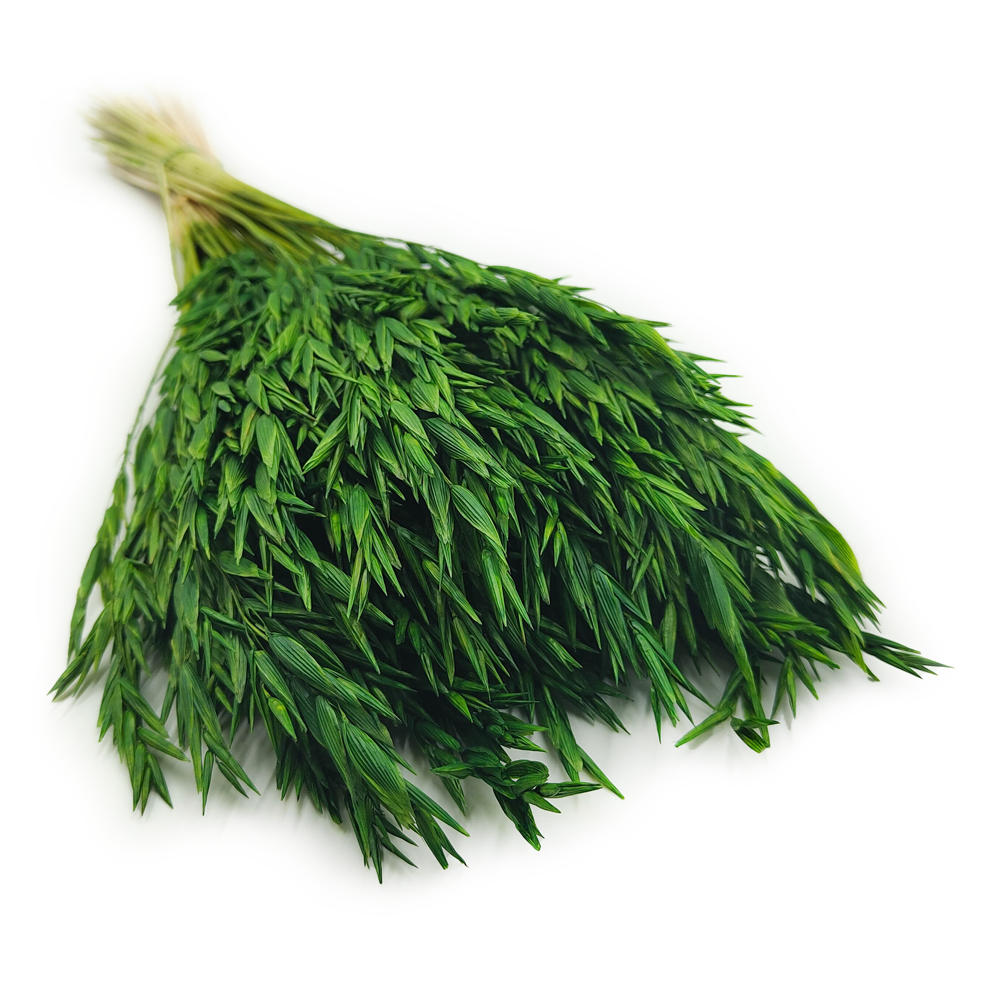 Dried Oats - Bottle Green