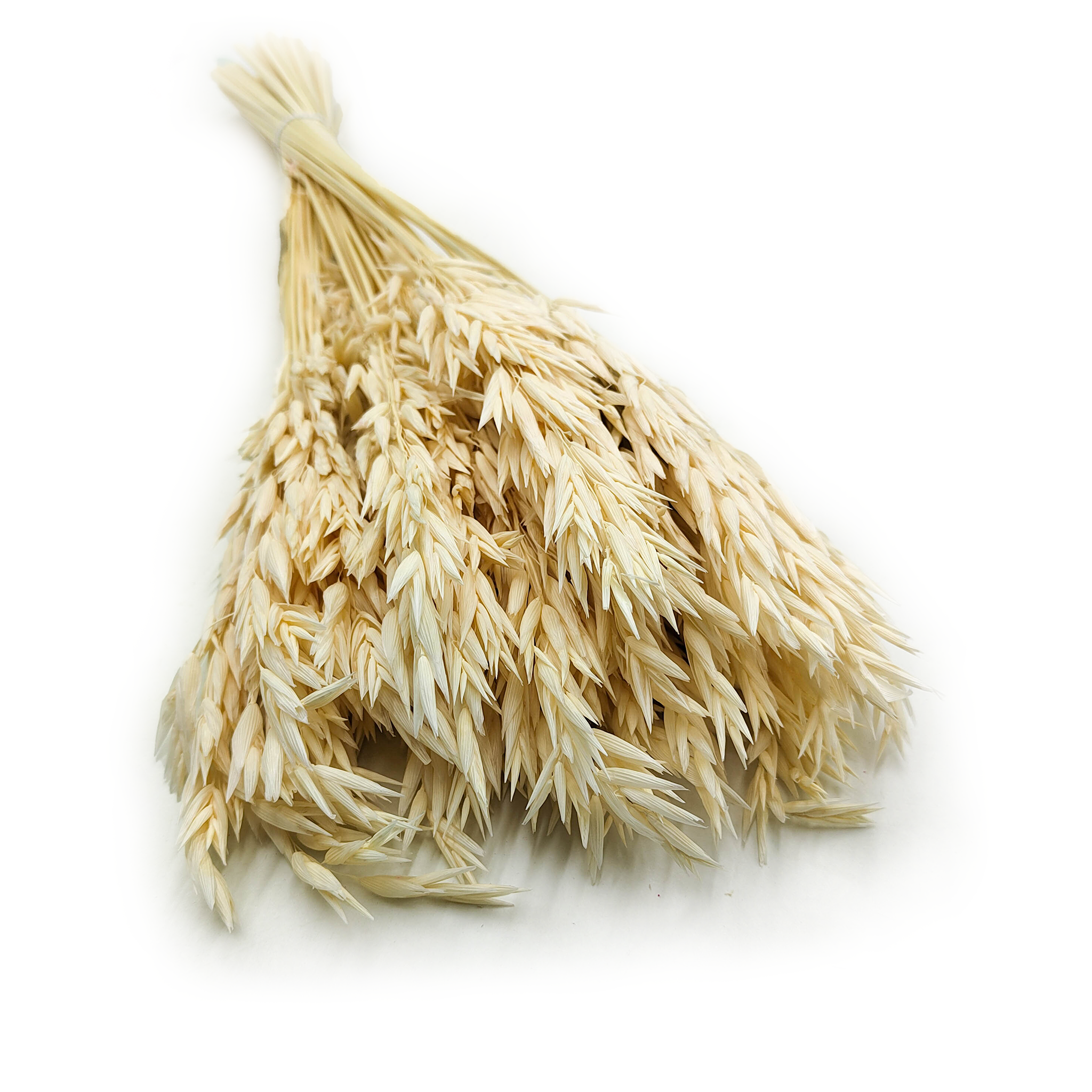 Dried Oats – (Avena sativa) – Bleached