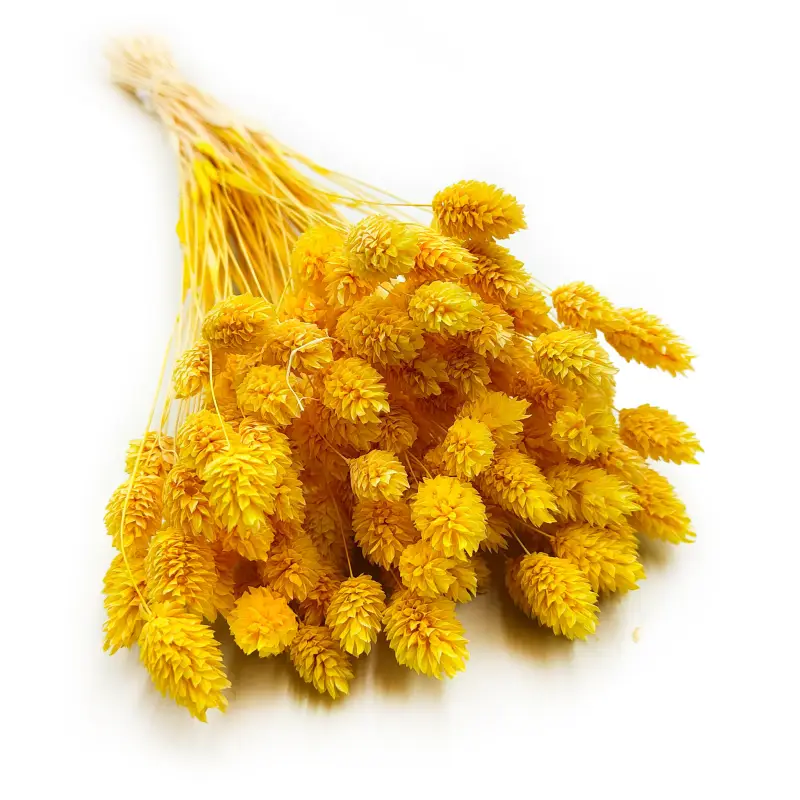Phalaris zolty.png