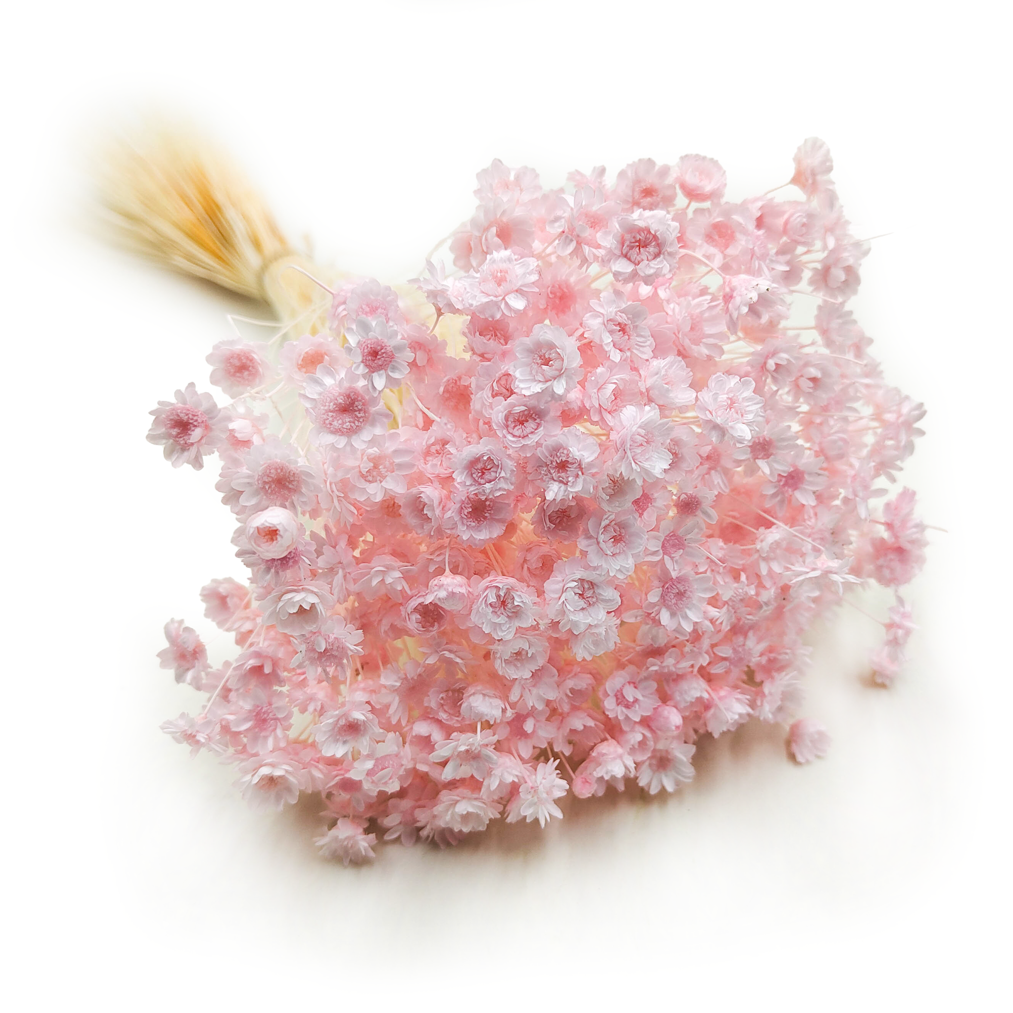 Dried Glixia - (Comanthera) - Light Pink