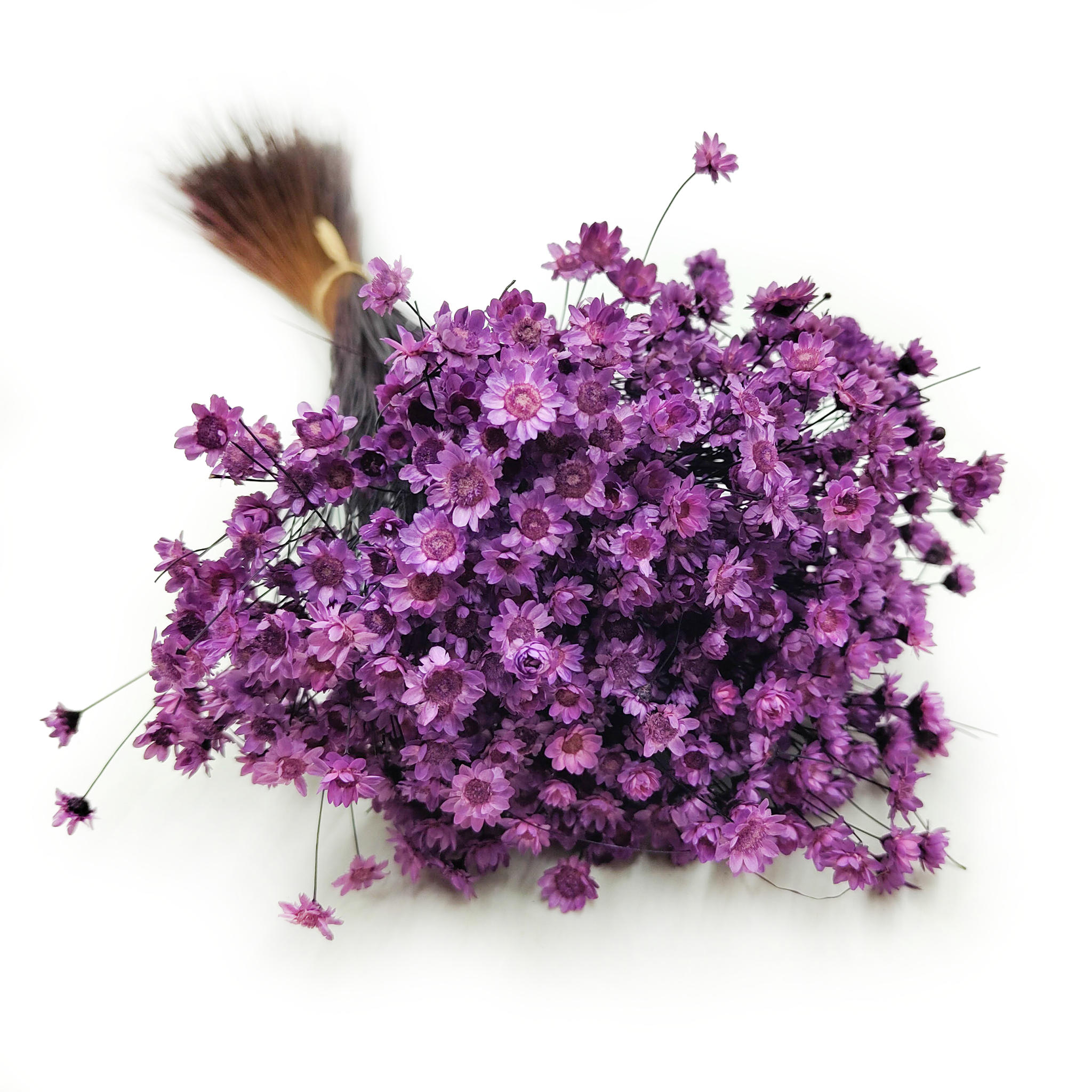 Dried Glixia - (Comanthera) - Lavender