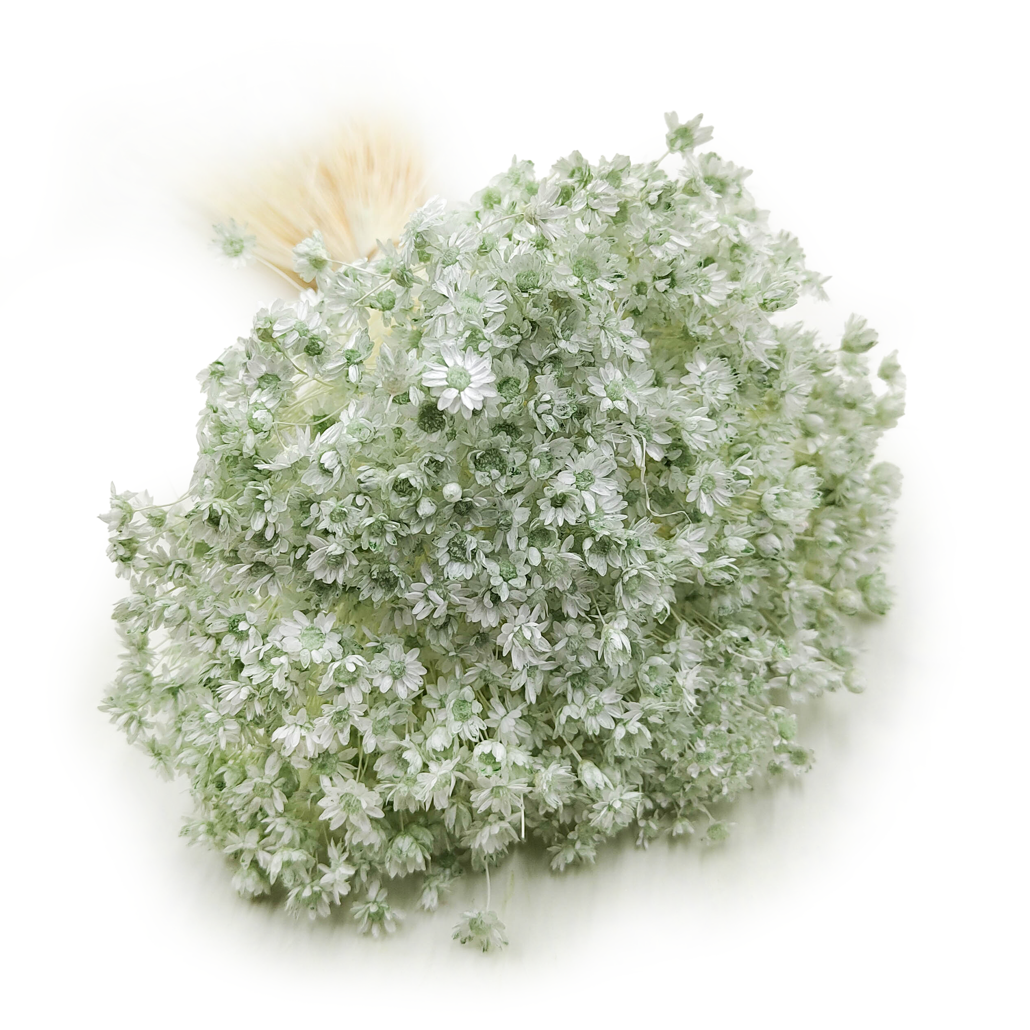 Dried Glixia - (Comanthera) - Mint