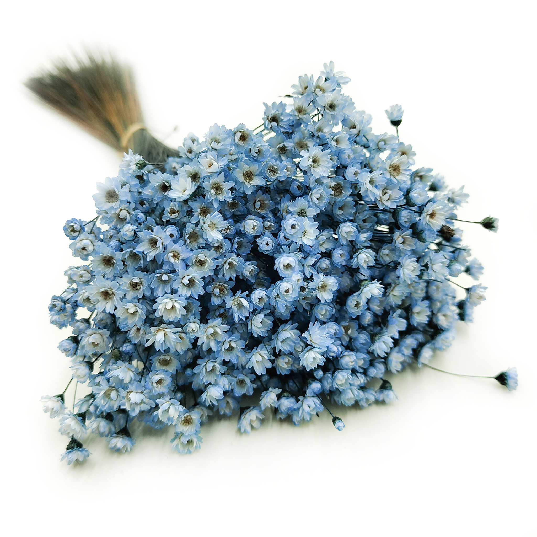 Dried Glixia - (Comanthera) - Blue